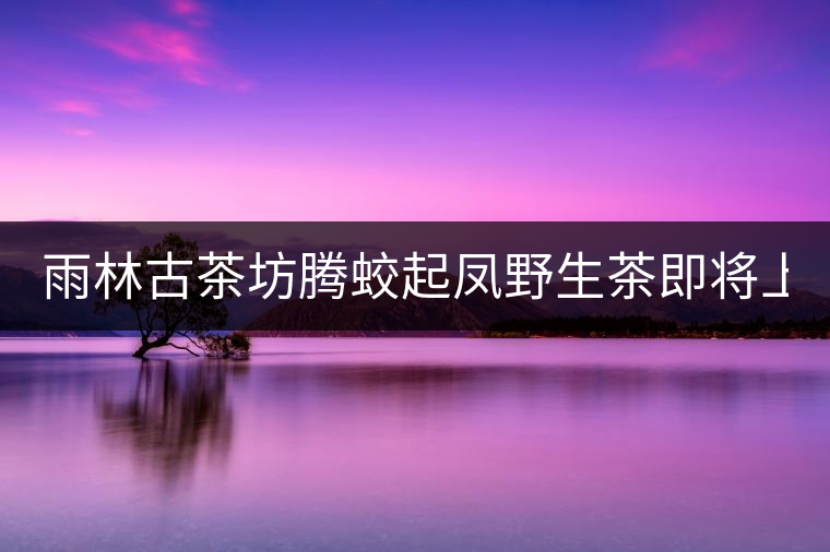 雨林古茶坊騰蛟起鳳野生茶即將上市！