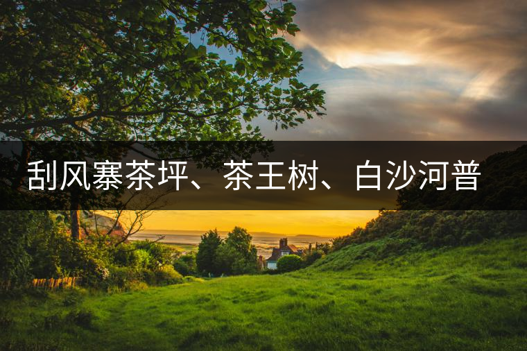 刮風寨茶坪、茶王樹、白沙河普洱茶怎么樣