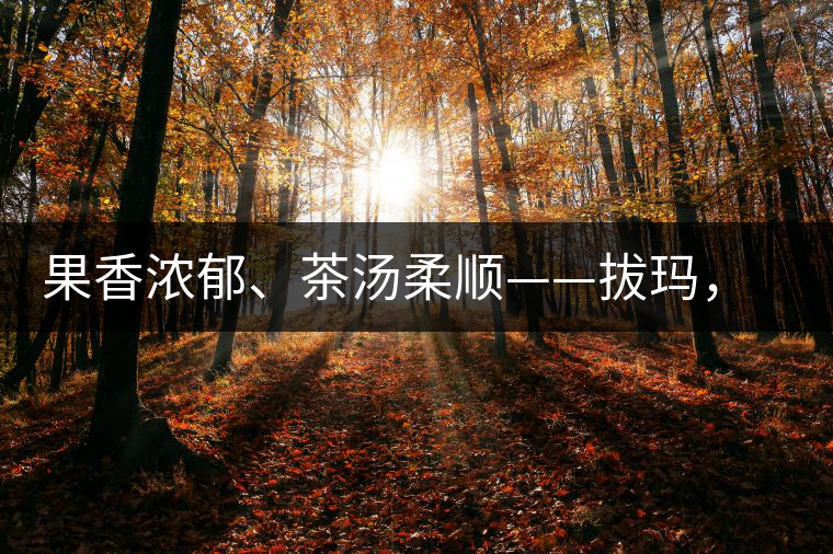 果香濃郁、茶湯柔順——拔瑪，南糯山最好的茶