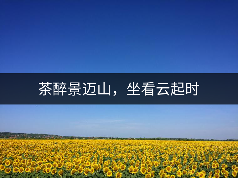 茶醉景邁山，坐看云起時(shí)