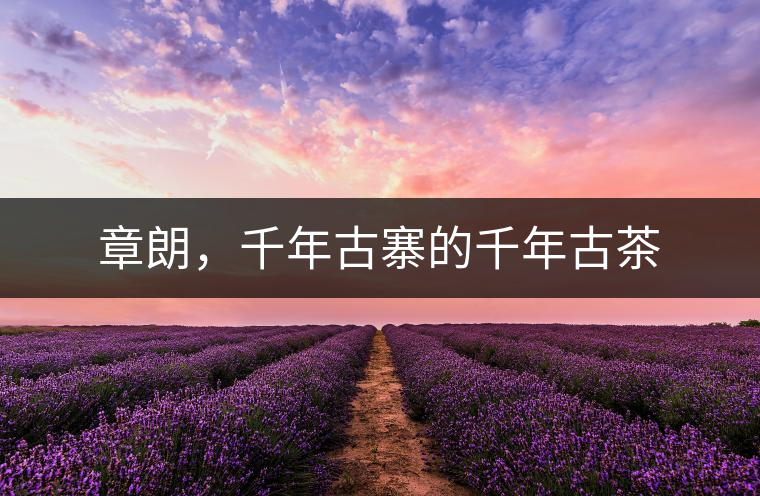 章朗，千年古寨的千年古茶