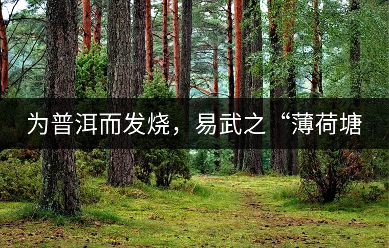 為普洱而發(fā)燒，易武之“薄荷塘