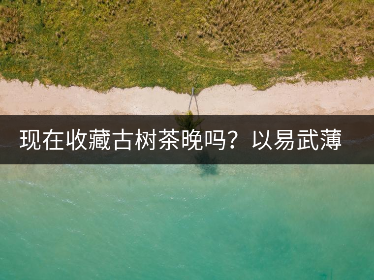 現(xiàn)在收藏古樹(shù)茶晚嗎？以易武薄荷塘古樹(shù)茶為例