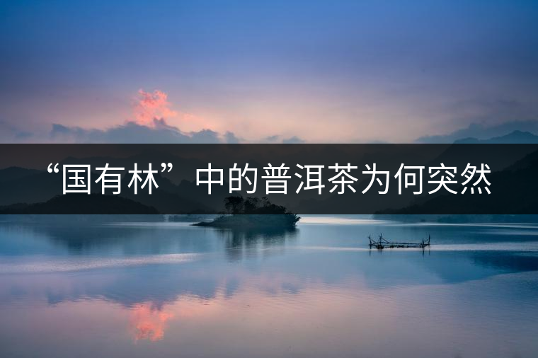 “國有林”中的普洱茶為何突然受追捧？