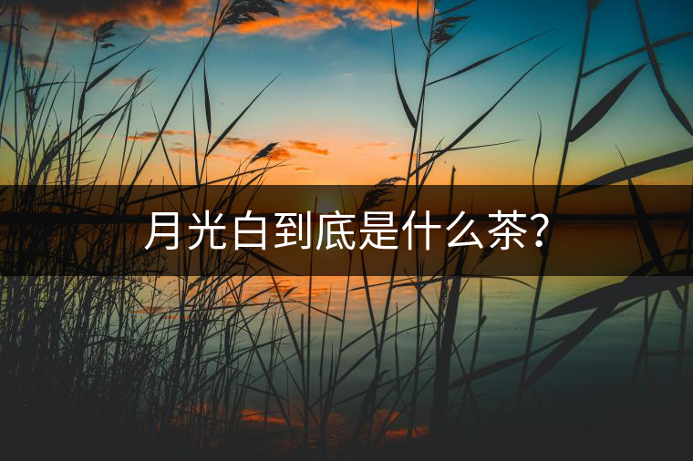 月光白到底是什么茶？