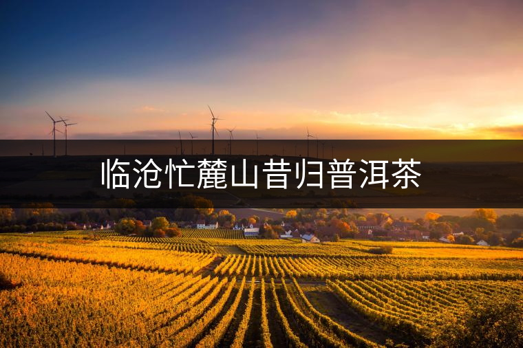 臨滄忙麓山昔歸普洱茶 臨滄忙麓山昔歸普洱茶