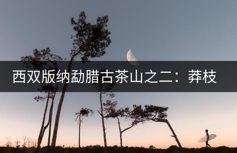 西雙版納勐臘古茶山之二:莽枝古茶山 西雙版納勐臘古茶山之二:莽枝古茶山