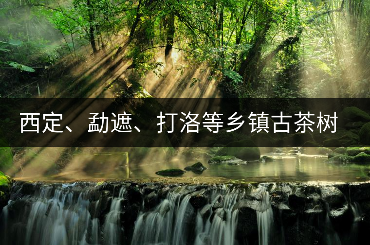 西定、勐遮、打洛等鄉(xiāng)鎮(zhèn)古茶樹資源