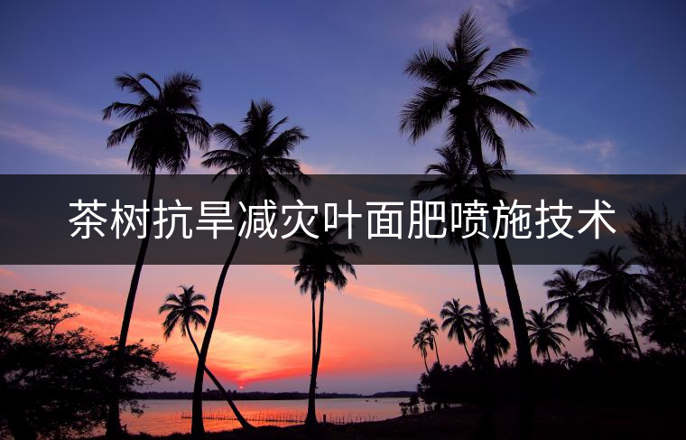 茶樹抗旱減災(zāi)葉面肥噴施技術(shù)