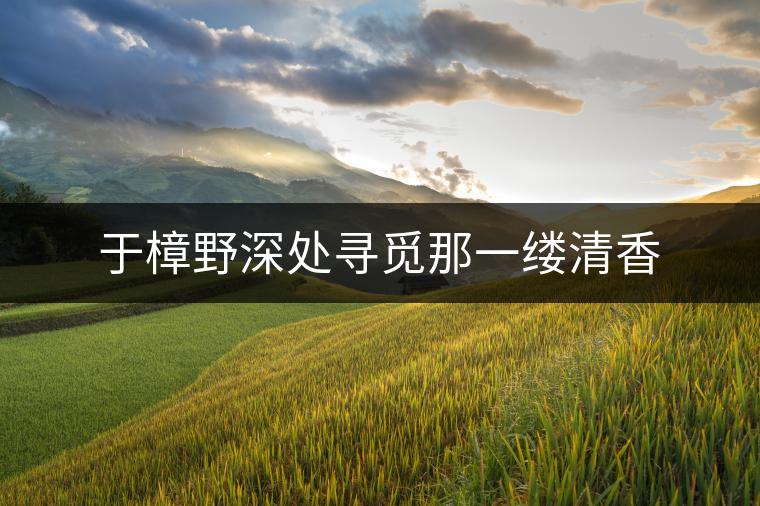 于樟野深處尋覓那一縷清香