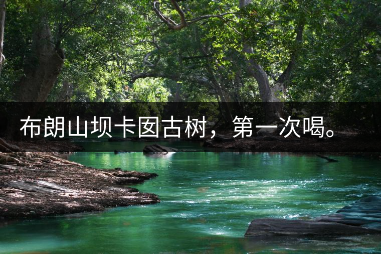 布朗山壩卡囡古樹，第一次喝。感覺不錯，這茶不苦