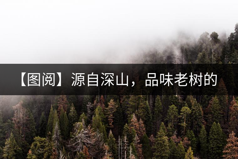 【圖閱】源自深山，品味老樹(shù)的味道