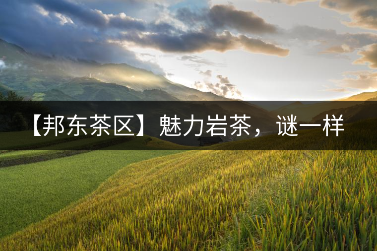 【邦東茶區(qū)】魅力巖茶，謎一樣的邦東！