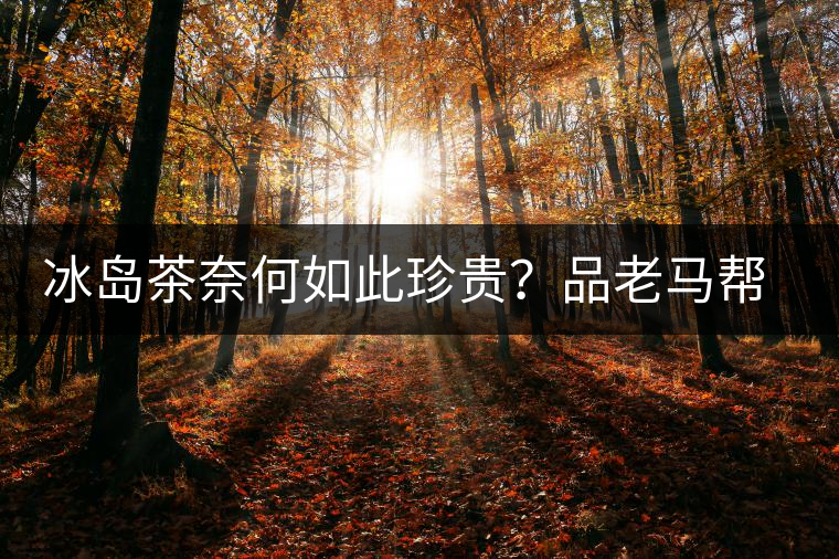 冰島茶奈何如此珍貴？品老馬幫之“冰島老寨”，答案在這里！