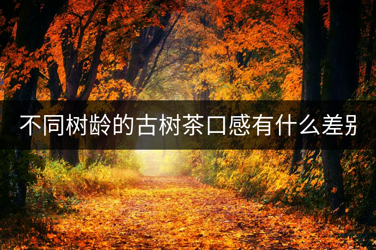 不同樹齡的古樹茶口感有什么差別？
