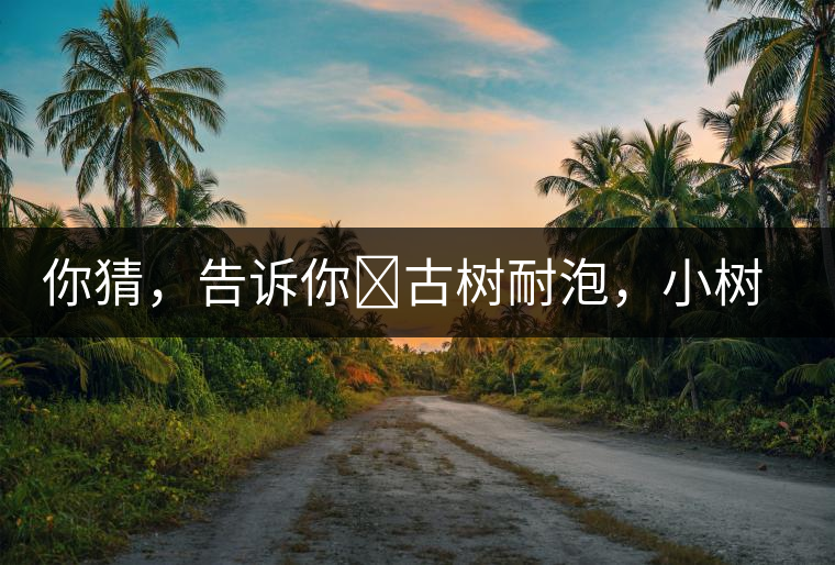 你猜，告訴你?古樹(shù)耐泡，小樹(shù)、臺(tái)地不耐泡都是什么心理？