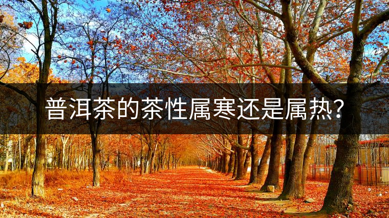 普洱茶的茶性屬寒還是屬熱？