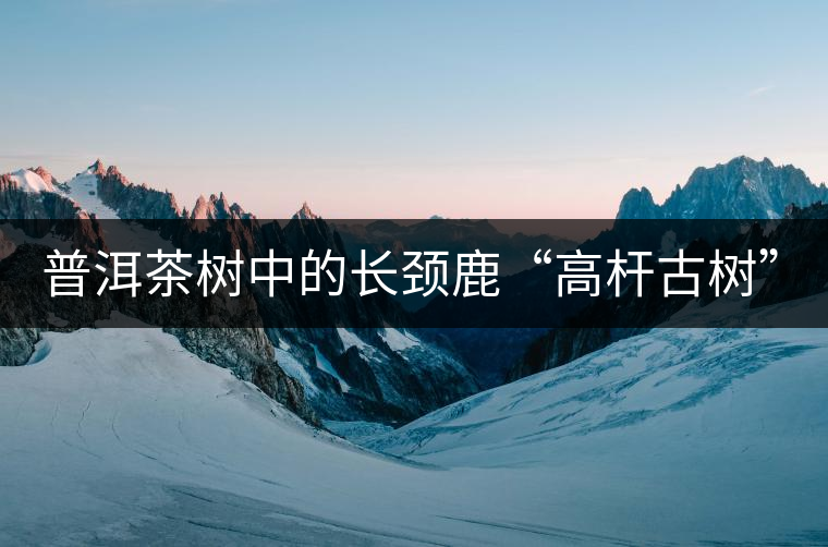 普洱茶樹中的長頸鹿“高桿古樹”！