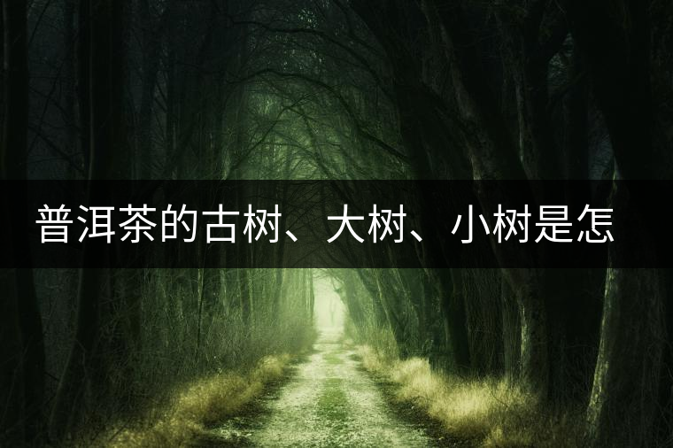 普洱茶的古樹、大樹、小樹是怎樣劃分的？