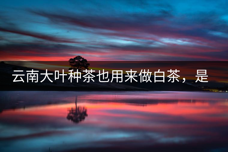 云南大葉種茶也用來做白茶，是真的好喝嗎？