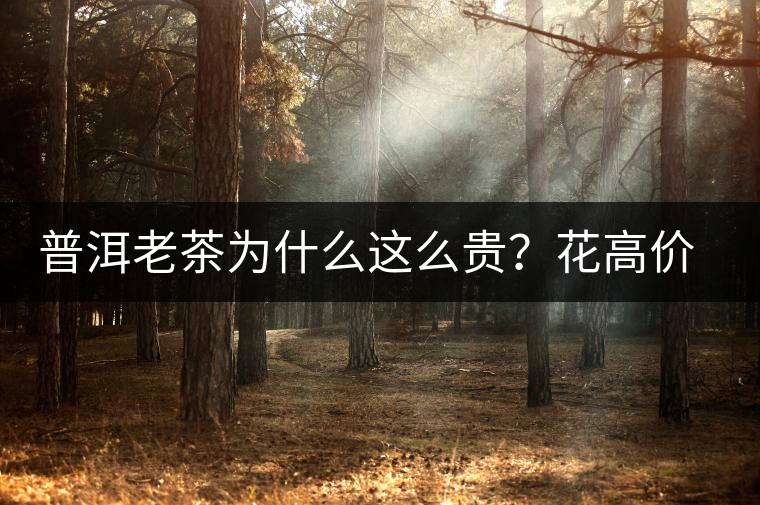 普洱老茶為什么這么貴？花高價買值嗎？