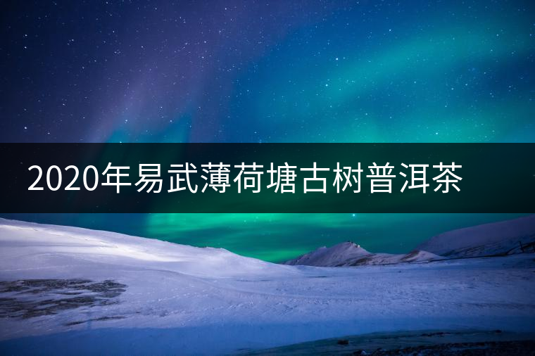 2020年易武薄荷塘古樹普洱茶特點，價格又上漲了嗎？