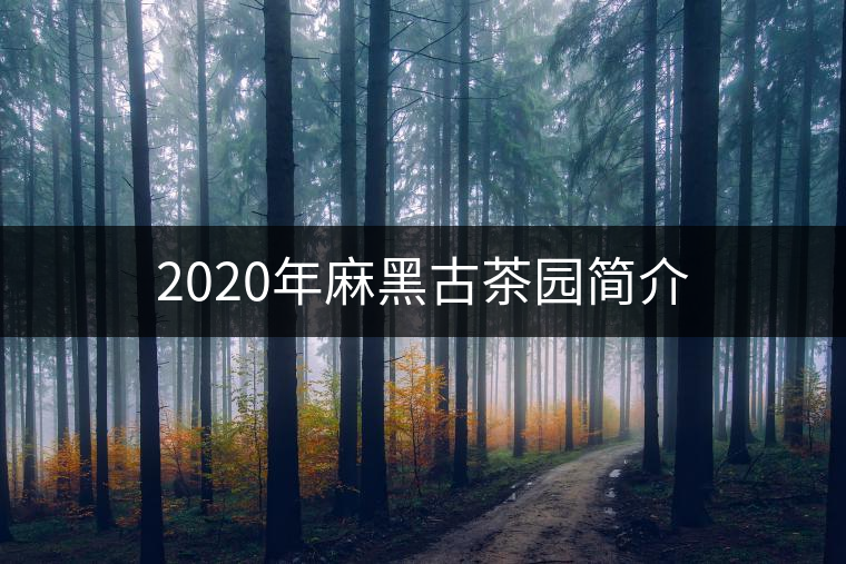 2020年麻黑古茶園簡介 2020年麻黑古茶園簡介