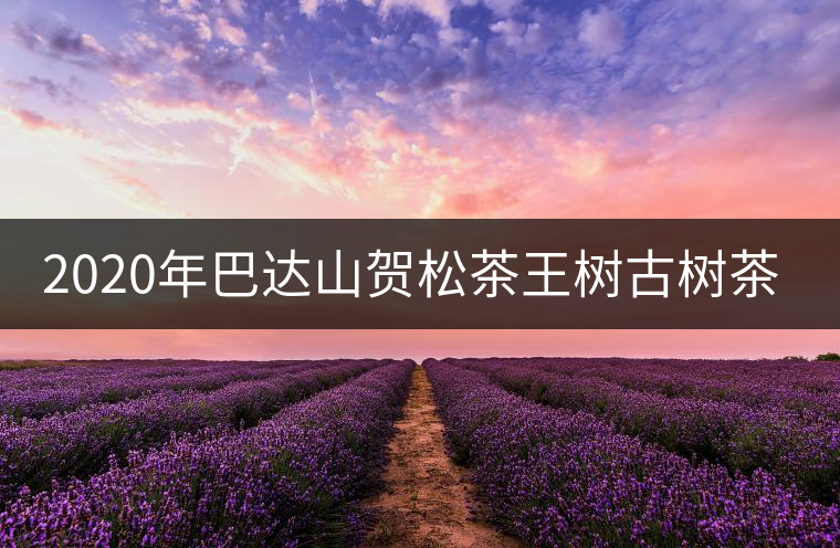 2020年巴達山賀松茶王樹古樹茶特點 2020年巴達山賀松茶王樹古樹茶特點