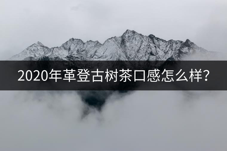 2020年革登古樹茶口感怎么樣？