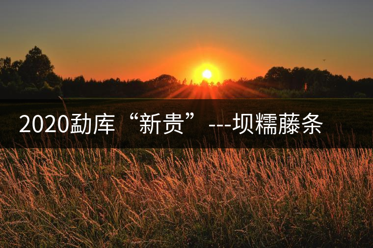 2020勐庫“新貴”---壩糯藤條茶，是如何一夜爆紅的？