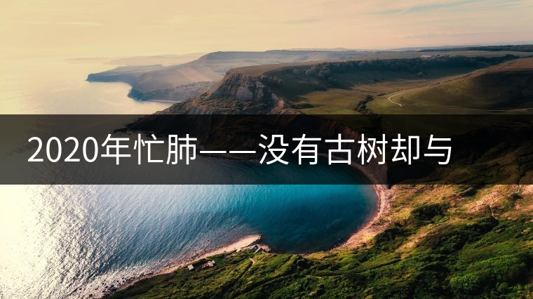 2020年忙肺——沒有古樹卻與冰島、昔歸齊名的普洱茶