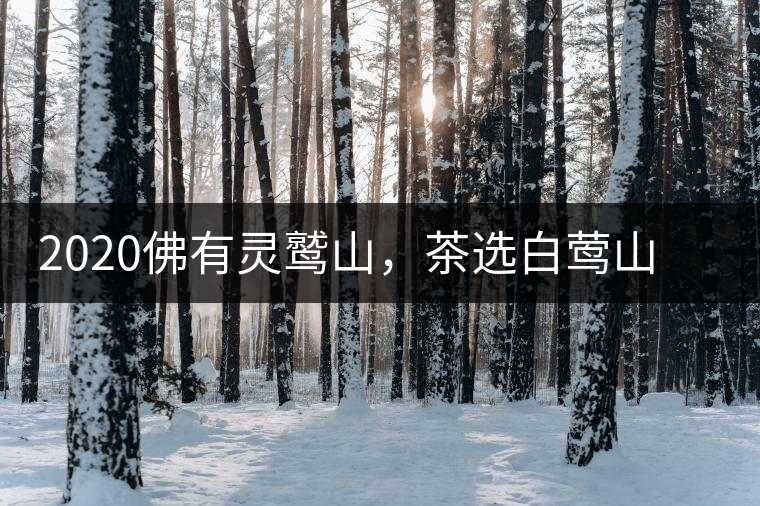 2020佛有靈鷲山，茶選白鶯山——白鶯山二嘎子茶
