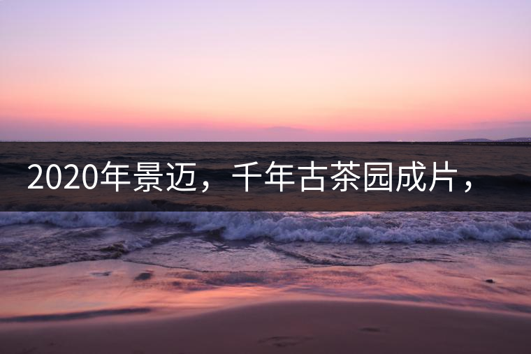 2020年景邁，千年古茶園成片，蘭花香堪稱一絕！