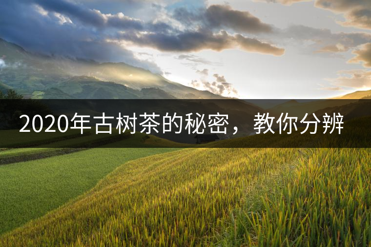 2020年古樹茶的秘密，教你分辨古樹茶