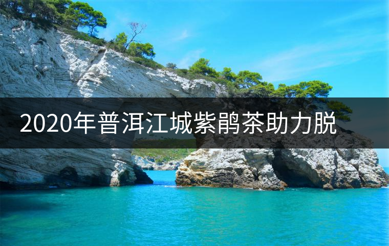 2020年普洱江城紫鵑茶助力脫貧攻堅(jiān)消費(fèi)扶貧