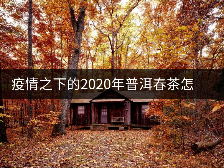 疫情之下的2020年普洱春茶怎么辦？春天會遲到，但一定會來