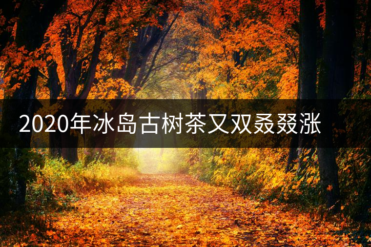 2020年冰島古樹茶又雙叒叕漲價(jià)了，今年的普洱春茶準(zhǔn)備你下手嗎