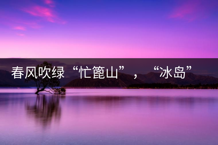 春風(fēng)吹綠“忙篦山”，“冰島”“老寨”春茶香