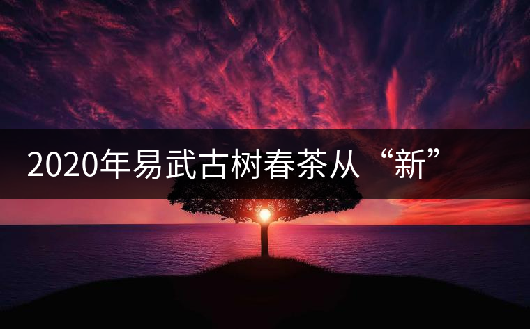 2020年易武古樹春茶從“新”到“老”，如何完成蛻變的？