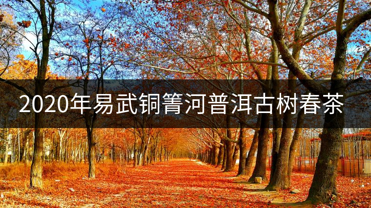 2020年易武銅箐河普洱古樹(shù)春茶價(jià)格 2020年易武銅箐河普洱古樹(shù)春茶價(jià)格