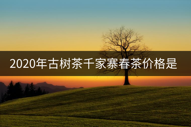 2020年古樹茶千家寨春茶價格是多少？