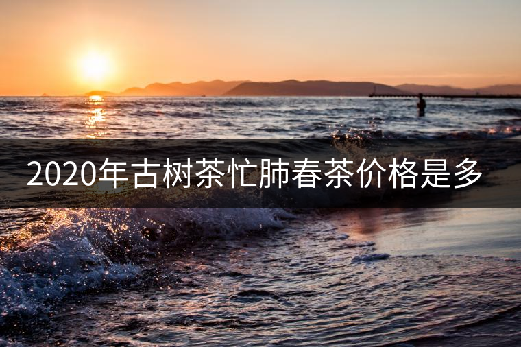 2020年古樹茶忙肺春茶價(jià)格是多少？
