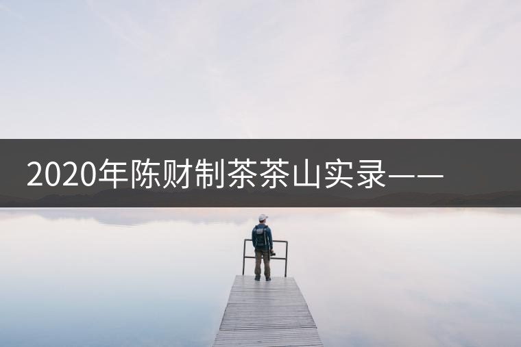 2020年陳財制茶茶山實錄——演員多如牛毛的老班章 2020年陳財制茶茶山實錄——演員多如牛毛的老班章