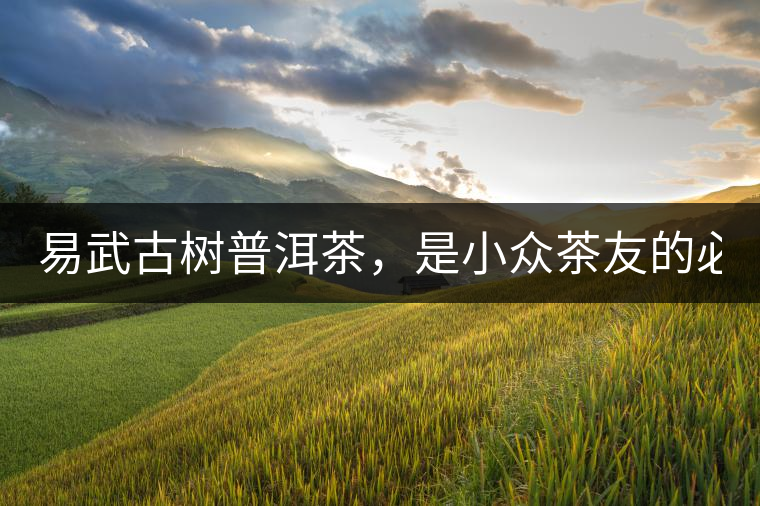 易武古樹普洱茶，是小眾茶友的必選？