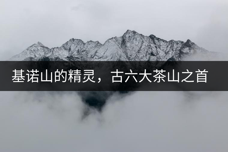 基諾山的精靈，古六大茶山之首武侯遺種攸樂古樹茶