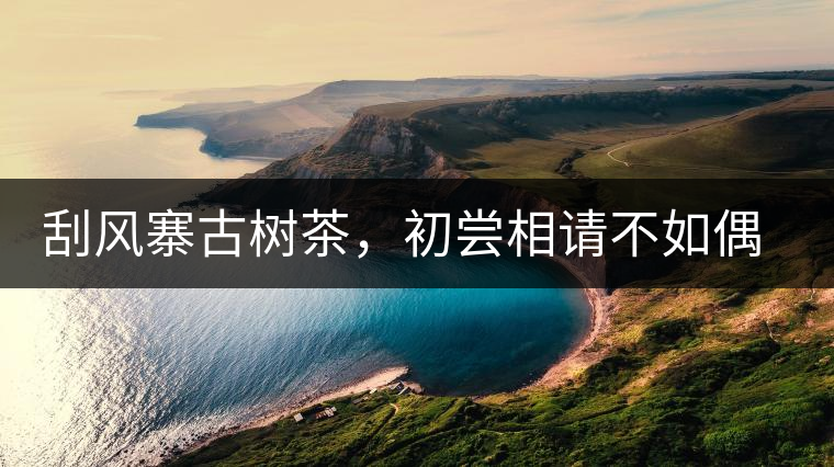 刮風寨古樹茶，初嘗相請不如偶遇