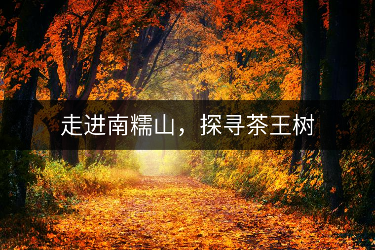 走進南糯山，探尋茶王樹