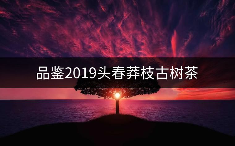 品鑒2019頭春莽枝古樹茶