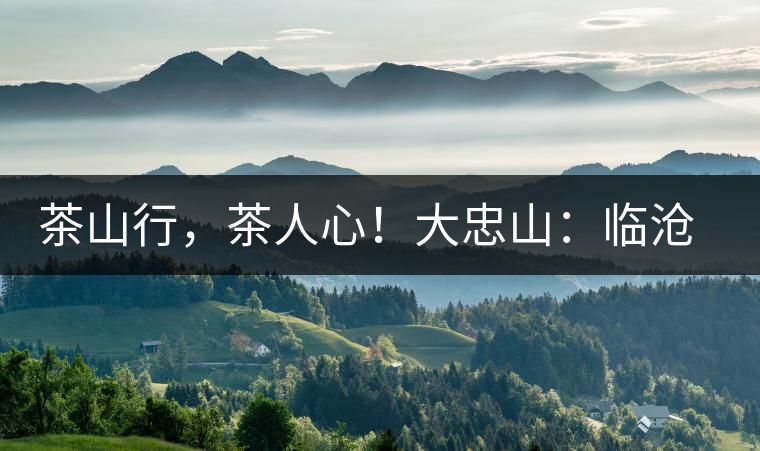 茶山行，茶人心！大忠山：臨滄之龍，雪山之熊