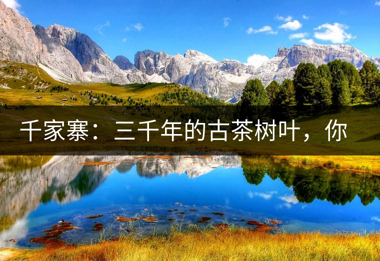 千家寨：三千年的古茶樹葉，你還有機會喝到嗎？